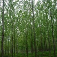 意楊報(bào)價(jià)南京15公分精品意楊價(jià)格