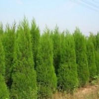 蜀檜1.5~2.5米，2米26元，歡迎前來購買，電話13507665695