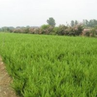綠化苗木小龍柏價(jià)格報(bào)價(jià)