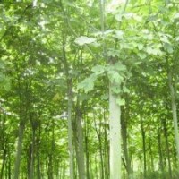 青桐報(bào)價(jià)20公分青桐銷售基地