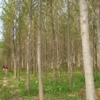 南京當前15公分意楊報價精品意楊出售