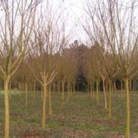 南京百日紅基地10公分精品銷售