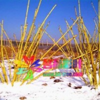 多分枝金葉紅瑞木金枝紅瑞木