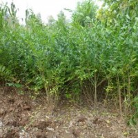 百盛榆樹(shù)基地