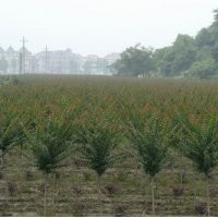 河北苗木河北白蠟白蠟價(jià)格白蠟報(bào)價(jià)白蠟規(guī)格綠化苗木白蠟國(guó)槐欒樹