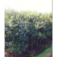 【米徑量】供應(yīng)1公分杜英、2公分杜英、3公分杜英、4公分杜英、樹(shù)