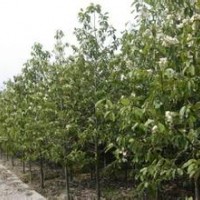 6公分含笑報價南京含笑基地