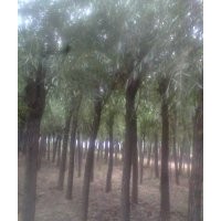 15公分垂柳價(jià)格