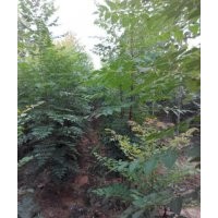 【北欒苗】繁育基地 【北欒苗】苗圃