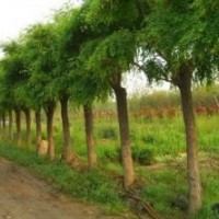 供應(yīng)、各種綠化大小苗木、直銷千頭椿,山東千頭椿,千頭椿種苗,千