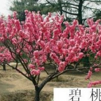 天津松果菊批發(fā)|北京宿根福祿考價(jià)格