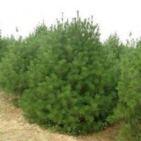 供應(yīng)白皮松 各種苗木產(chǎn)品齊全