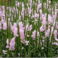 天津假龍頭合作社|假龍頭價(jià)格