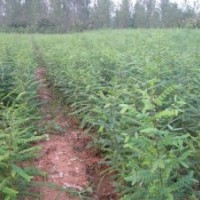 供應(yīng)皂角苗皂角樹(shù)皂角種子皂莢小苗