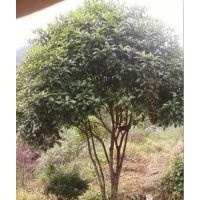 大量供應(yīng)25-30公分大型桂花樹(shù)，原生桂花樹(shù)，移栽桂花樹(shù)