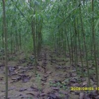 6公分的垂柳旱柳多少錢