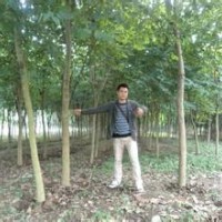 供應(yīng)宮粉紫荊