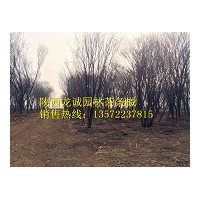 大量供應(yīng)茶條槭 國(guó)槐 五角楓 蒙古櫟等