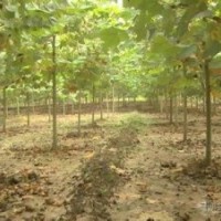 山東4公分5公分6公分梧桐樹(shù)