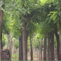 毛白楊小苗、速生柳、黃柳、107、