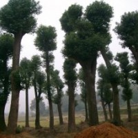 供應(yīng)益陽30公分野生香樟樹，35公分骨架香樟，骨架香樟價格