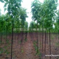專供楸樹