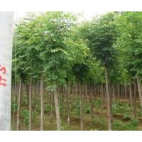 河北白蠟白蠟價(jià)格白蠟規(guī)格白蠟報(bào)價(jià)綠化苗木河北苗木國(guó)槐欒樹白蠟