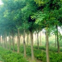 河北法桐河北西府海棠河北銀杏河北刺槐河北丁香河北香花槐河北苗