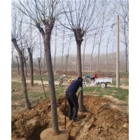 15公分兩年帽國槐樹哪里有多少錢一棵