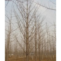 山東地區(qū)長期銷售各種規(guī)格銀杏樹