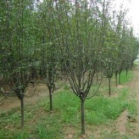 大量供應(yīng):西湖海棠，垂絲海棠，蜀檜，地柏