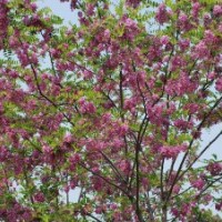 速生槐，紫穗槐，紅花槐