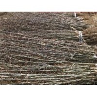 供應(yīng)皂角苗-皂角苗價(jià)格