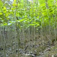 大量供應(yīng)小苗:高桿女貞小苗 、紫荊大苗 、紅葉李大苗