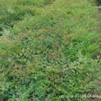 大量供應小苗:海桐小苗、八仙花小苗、南天竹小苗