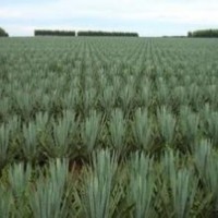 大量供應小苗:棣棠、金葉蕕、劍麻小苗、水臘小苗