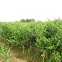大量供應小苗:石榴小苗、紅天竹小苗、紅瑞木小苗