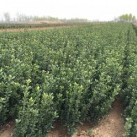 供應(yīng)冬青，大葉黃楊，北海道，木槿。