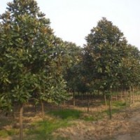 常年出售各種綠化苗木國槐、垂柳、合歡、速生楊、青桐、法桐、馬