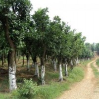 供應(yīng)胸徑18公分香泡樹(shù)，全冠香泡樹(shù)，骨架香泡樹(shù)