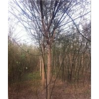 國(guó)槐樹(shù)，速生國(guó)槐樹(shù)，國(guó)槐樹(shù)原產(chǎn)地