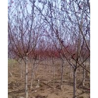 垂柳，西府海棠，紅葉李，紅葉碧桃