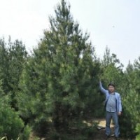 精品5米白皮松一級(jí)貨5米二級(jí)白皮松5米三級(jí)白皮松5米占地白皮松陜