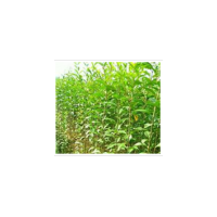 批發(fā)大葉女貞2年苗、1.5米、2米、高桿女貞價格