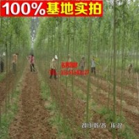 基地常年出售各品種多規(guī)格竹柳