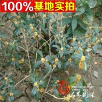 基地供應(yīng)各品種桂花【沉香桂】
