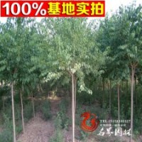 基地常年直銷各規(guī)格苗木【絲綿木】