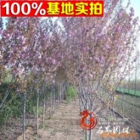 苗圃常年批發(fā)各規(guī)格各品種【晚櫻】