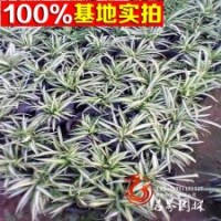 供應(yīng)金邊吊蘭 盆栽花卉 吸收甲醛