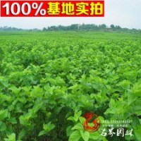 蘇北基地出售優(yōu)質(zhì)桑樹(shù)苗 桑樹(shù)